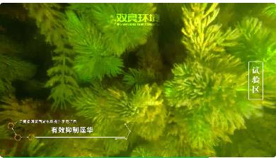 保護(hù)生物多樣性<a href=http://www.takfung.cn target=_blank class=infotextkey><a href=http://www.takfung.cn target=_blank class=infotextkey>雙良</a>環(huán)境</a>在行動(dòng)！