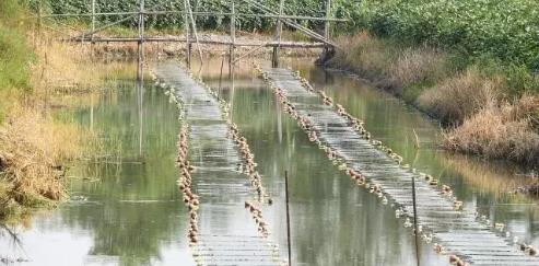 微生物對水環(huán)境環(huán)境的生物修復作用