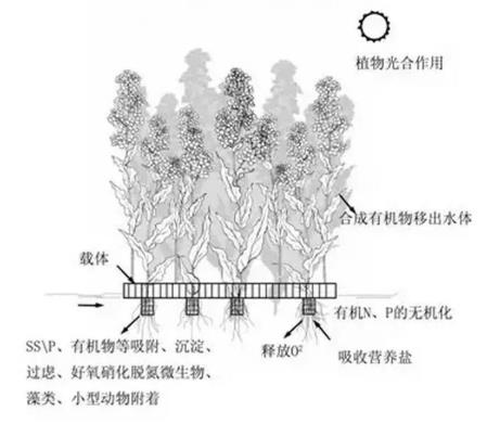 生態(tài)浮島該如何用植物又該怎么選擇？