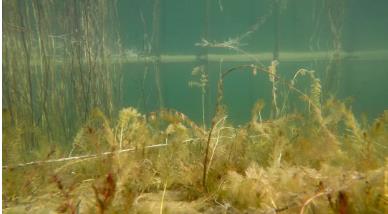 “為全球生物多樣性治理指明了方向”——訪《生物多樣性公約》第十五次締約方大會(huì)主席、中國(guó)生態(tài)環(huán)境部部長(zhǎng)黃潤(rùn)秋（人民日?qǐng)?bào)）
