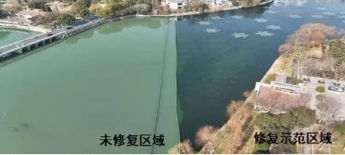 媒體聚焦｜修復(fù)水生態(tài)，波葉海菜花現(xiàn)身南京江寧